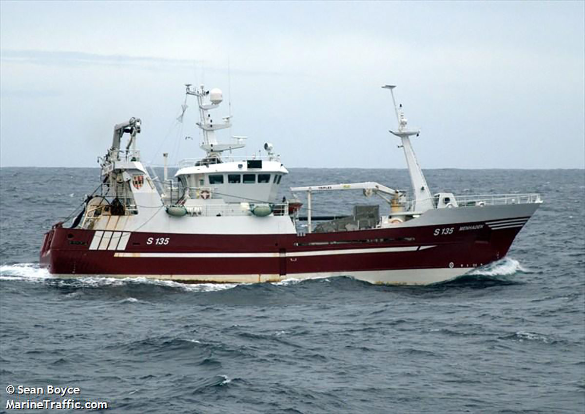 Menhaden